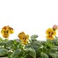 Viola F1 Angel Tiger Eye 6 Pack Boxed Bedding