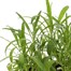 Wallflower Aida Golden Yellow 6 Pack Boxed Bedding