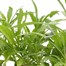 Wallflower Aida Mixed 6 Pack Boxed Bedding