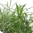 Wallflower Aida Primrose 6 Pack Boxed Bedding