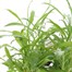 Wallflower Golden Bedder 6 Pack Boxed Bedding