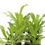 Wallflower Orange Bedder 6 Pack Boxed Bedding