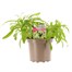 Wallflower Primrose 2L Pot Bedding 