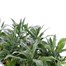 Wallflower Purple Bedder 6 Pack Boxed Bedding