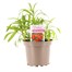 Wallflower Scarlet 2L Pot Bedding 