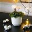 Cyclamen White Indoor Houseplant - 11cm Pot