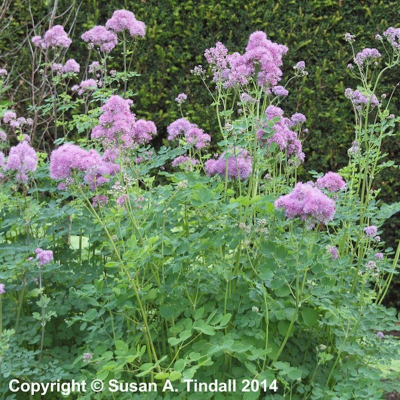 Thalictrum delavayi Chinese meadow rue 9cm pot Please Read Description /& T/&Cs