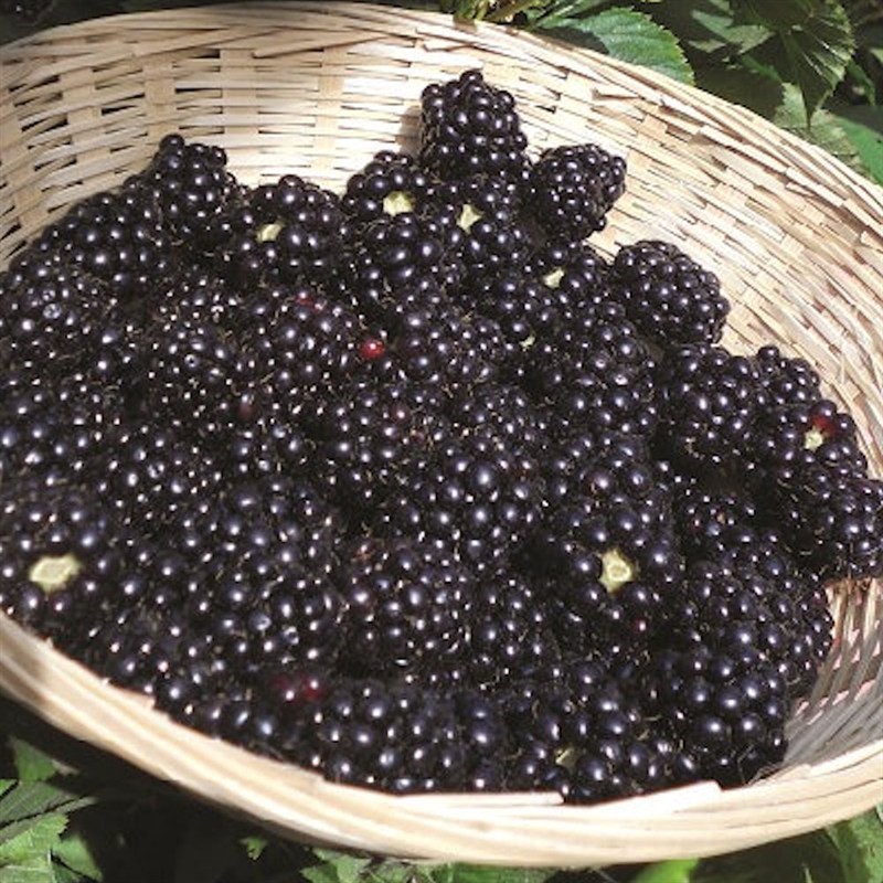 Blackberry (Rubus) Reuben Bush 3L Fruit Tree - Direct Dispatch