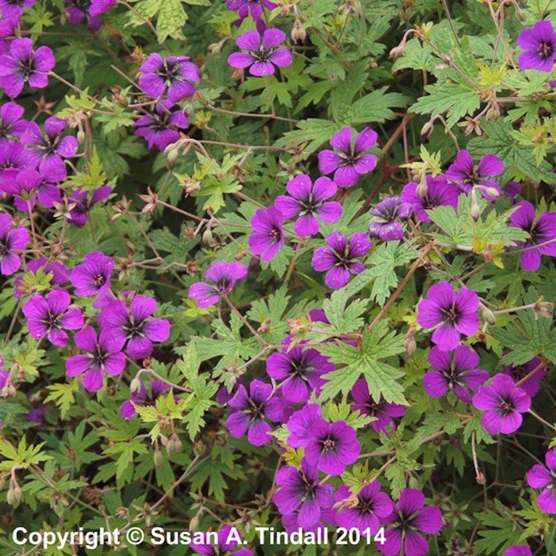 Hardy Geranium Anne Thompson in a 9cm pot Ann Thomson