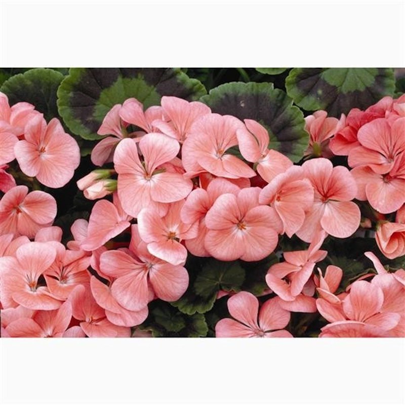 Geranium F1 Maverick Salmon 6 Pack Boxed Bedding