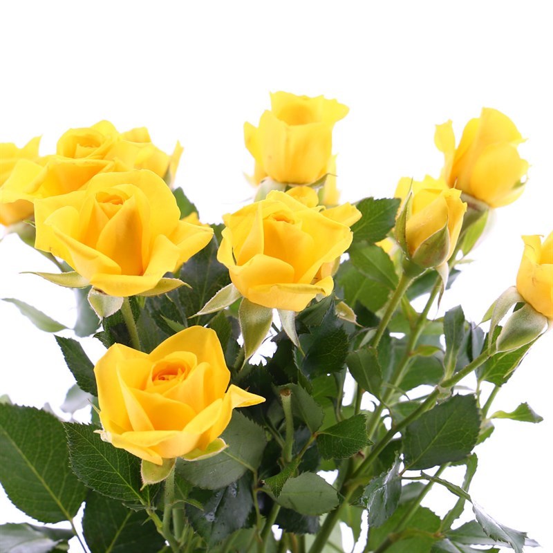 yellow spray roses