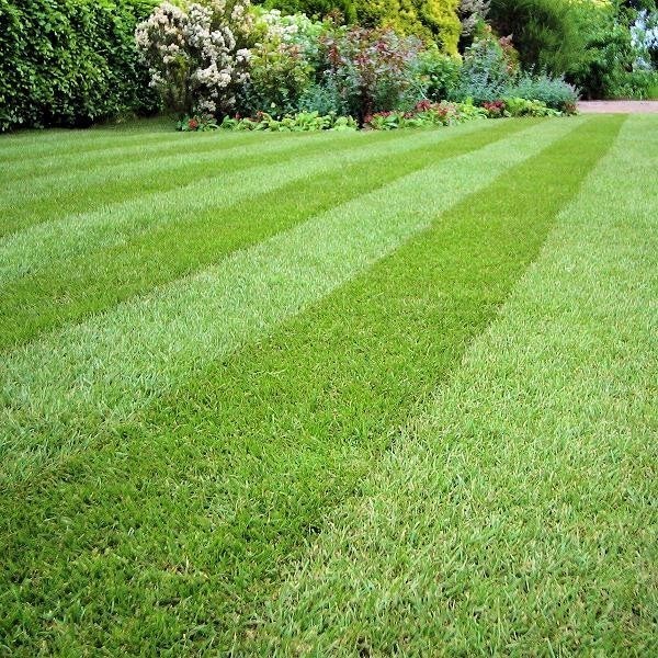 Turf Tiller s Arena Gold