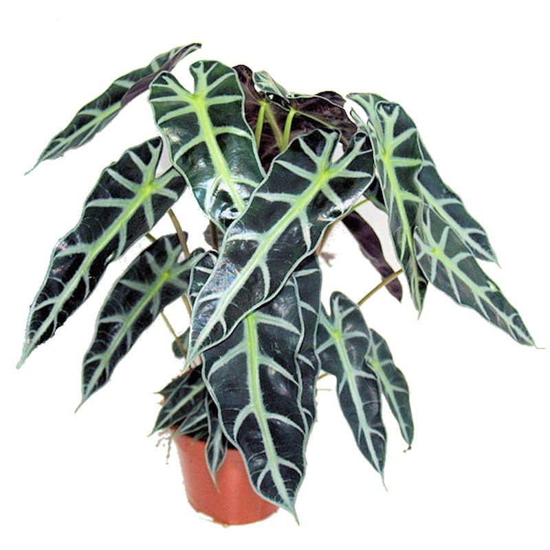 Alocasia Bambino Arrow Houseplant 14cm Pot