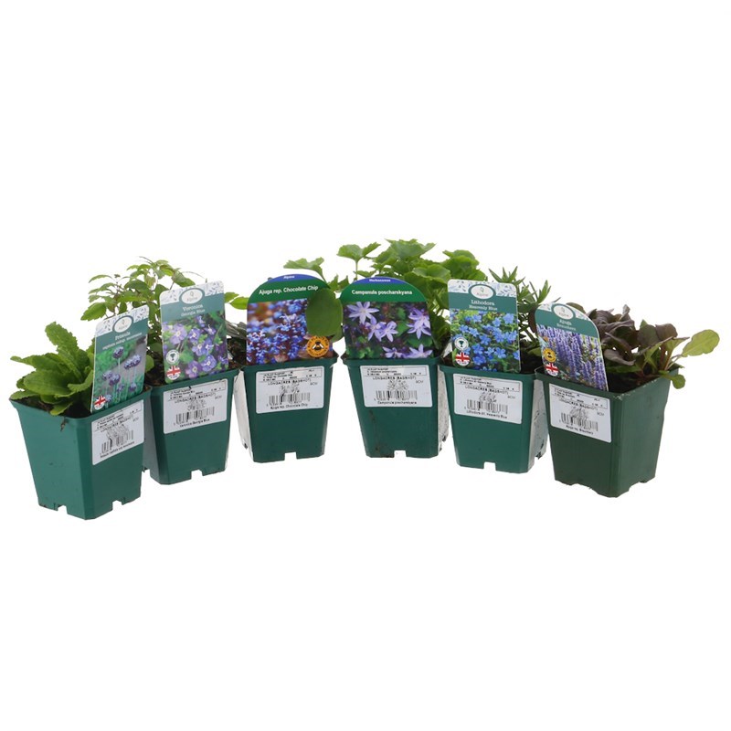 Alpine Plant 9cm - Set of 5 - Blue/Purple