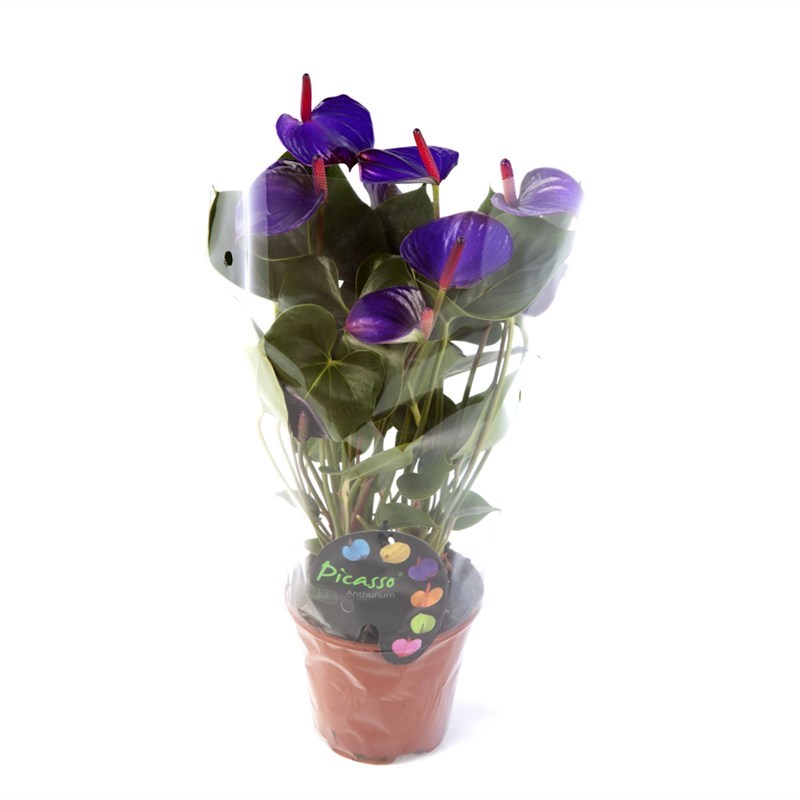 Anthurium Andr Picasso Purple Houseplant 14cm Pot