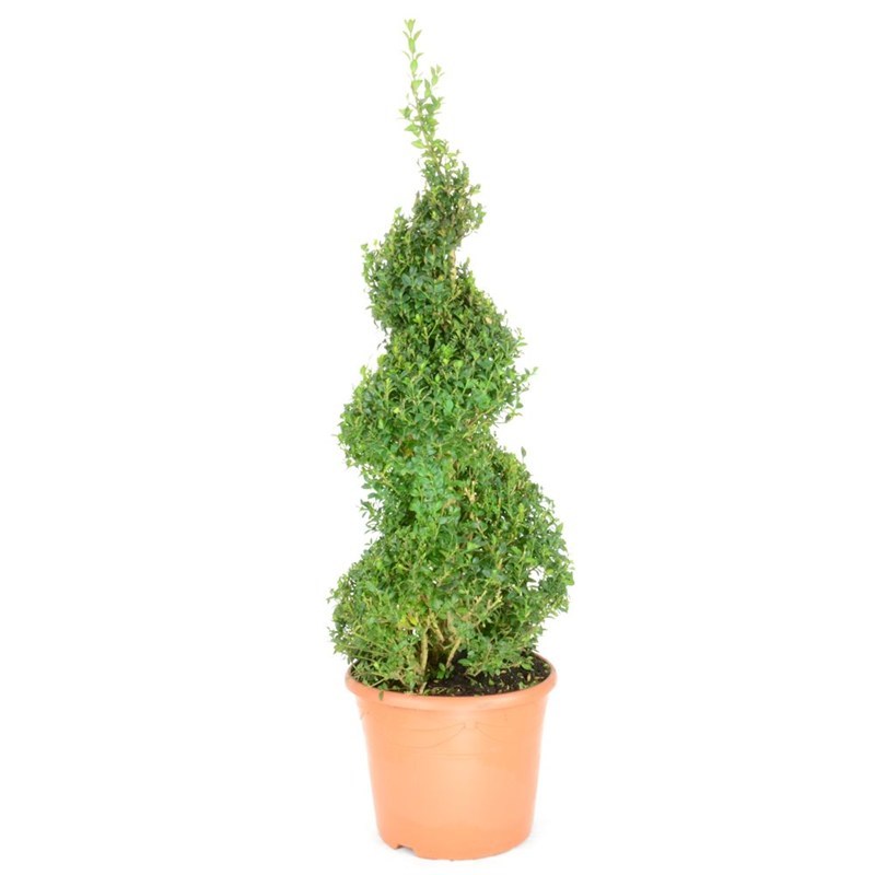 Buxus Sempervirens Spiral Shrub 10l Pot