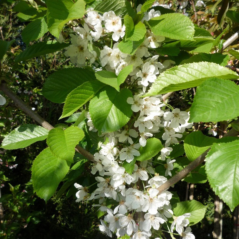 Cherry Stella Tree