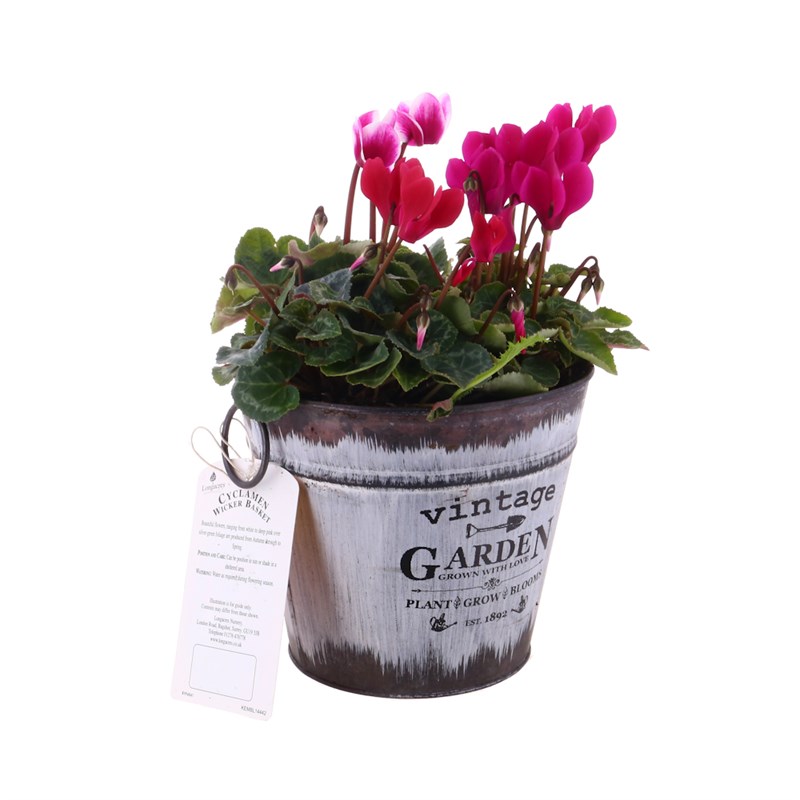 Cyclamen Vintage Tin Bedding Decorative Planter