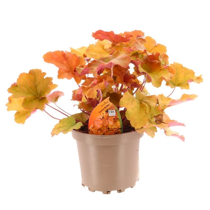 Heuchera Crème Brulee 2L Pot Bedding 