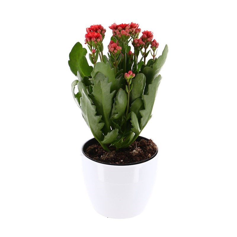 Kalanchoe Rosalina Houseplant Red 12cm Pot In A White Ceramic Pot
