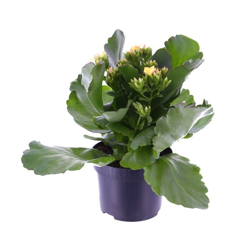 Kalanchoe Rosalina Houseplant Yellow 15cm Pot