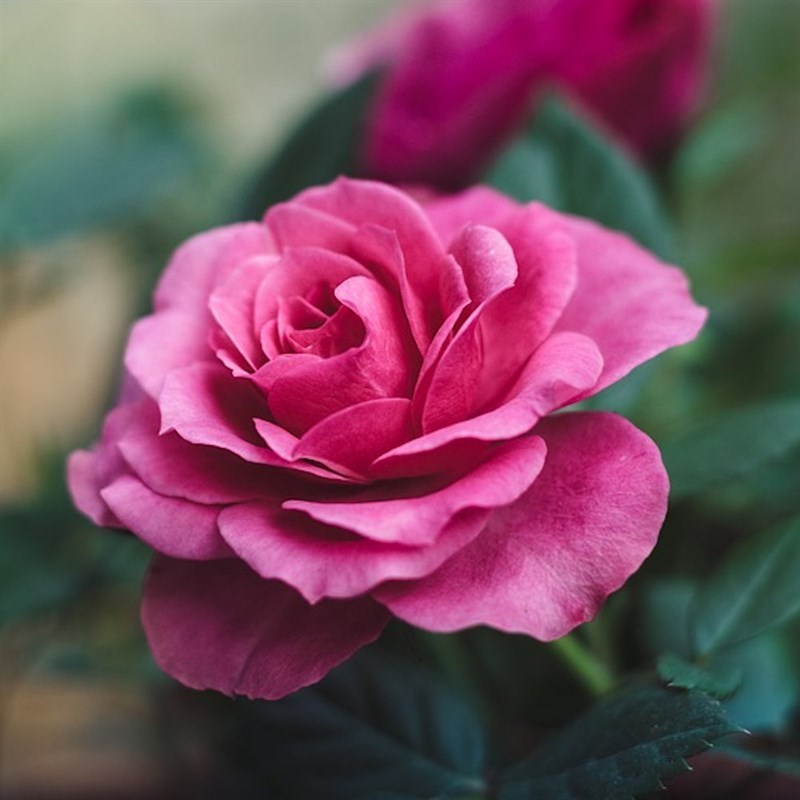 Rose mum best sale in a million