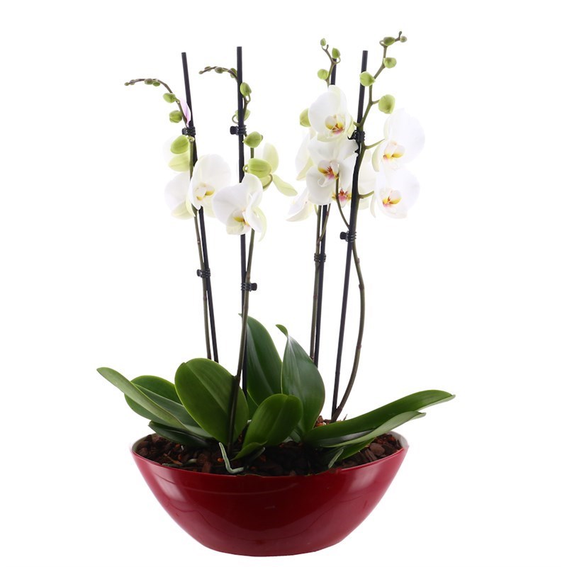Boat orchid discount