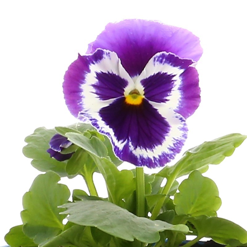 Pansy Purple Hybrid 10.5cm Pot Bedding