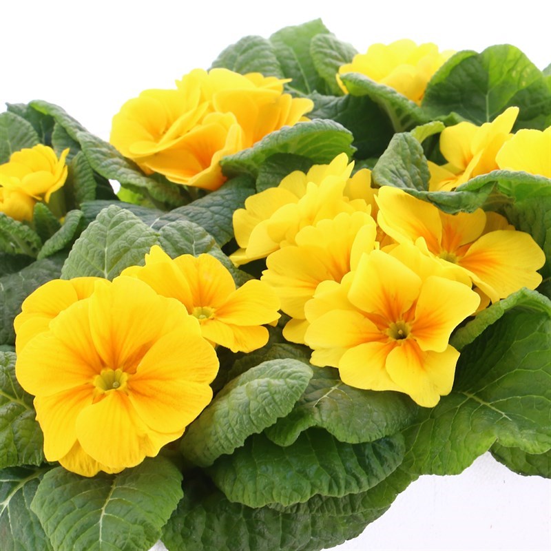 Primrose Rambo Yellow Super 6 Pack Boxed Bedding