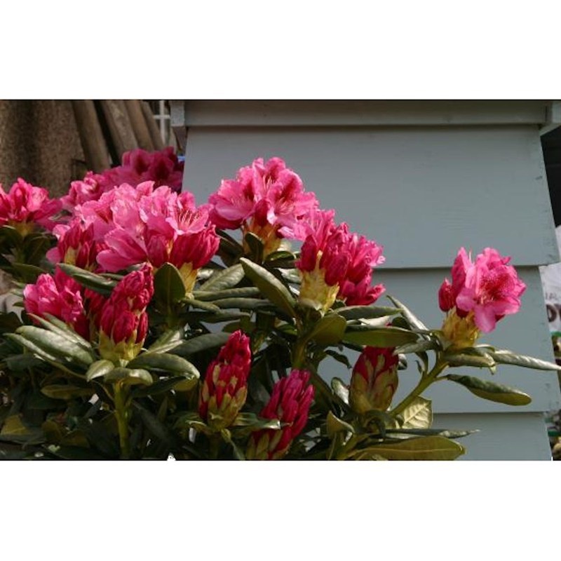 Rhododendron Cosmopolitan 7 5l Hardy Hybrid