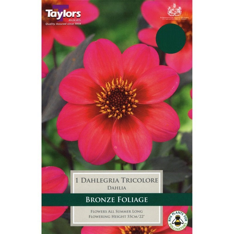 Taylors Bulbs Dahlia Dahlegria Tricolore (Single Pack) (TS446)
