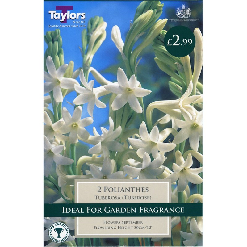 Tuberoses Polianthes tuberosa Pack of 10 bulbs