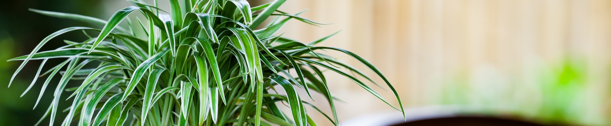 Air Purifying Plants