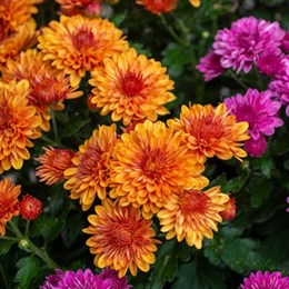 Autumn Colour Plants
