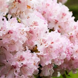 Azaleas & Rhododendrons