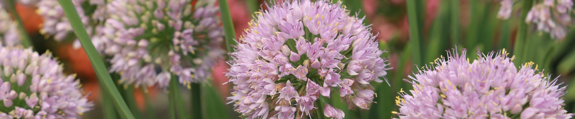 Allium Bulbs