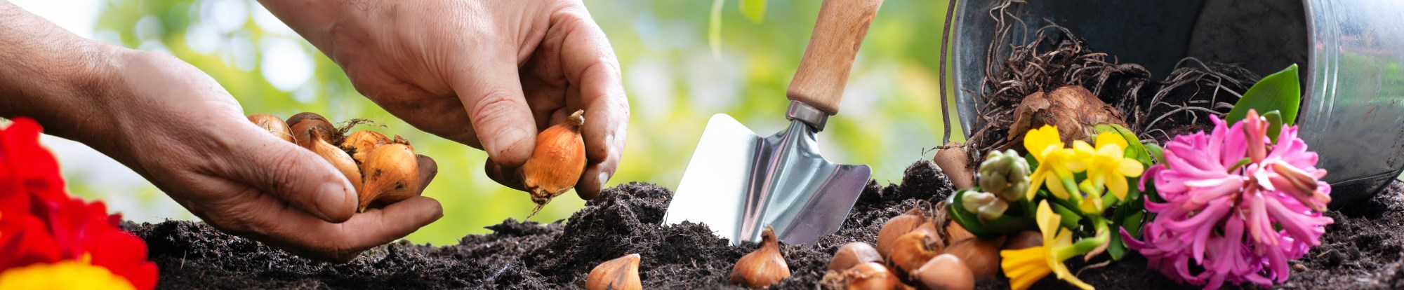 Bulbs Compost & Tools