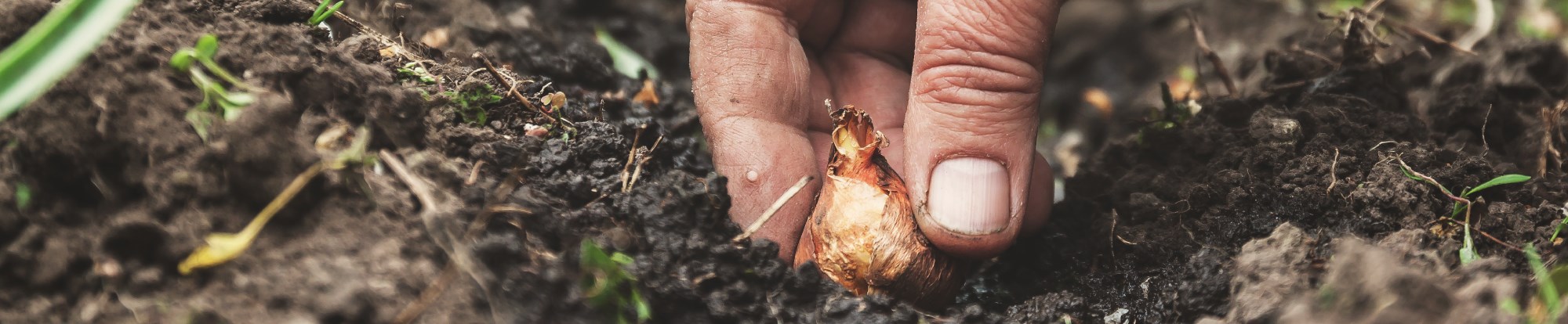 Fruit & Vegetable Bulbs