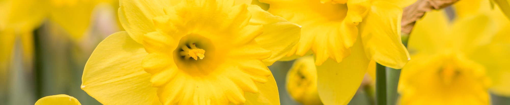 Narcissi Bulbs