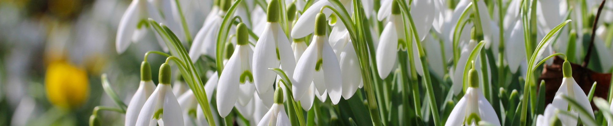 Snowdrop Bulbs