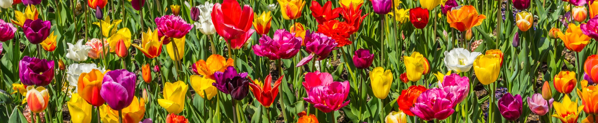 Tulip Bulbs