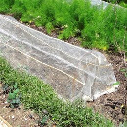 Cloches and Grow Tunnels