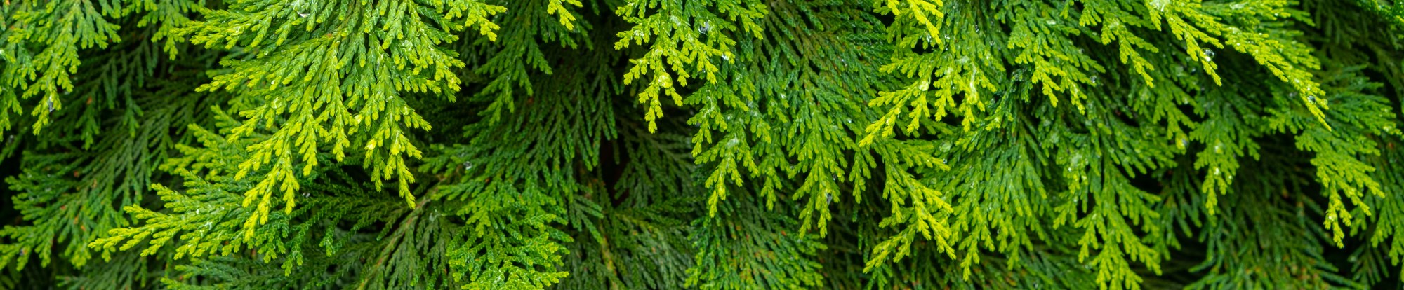 Conifers