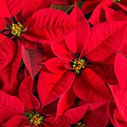 Inside Festive Plants