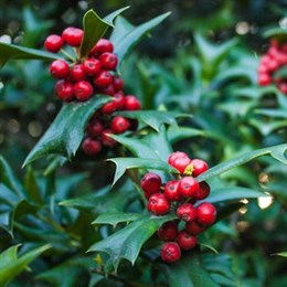 Outside Festive Plants