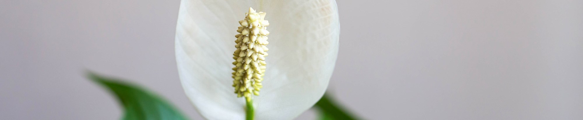 Flowering House Plants