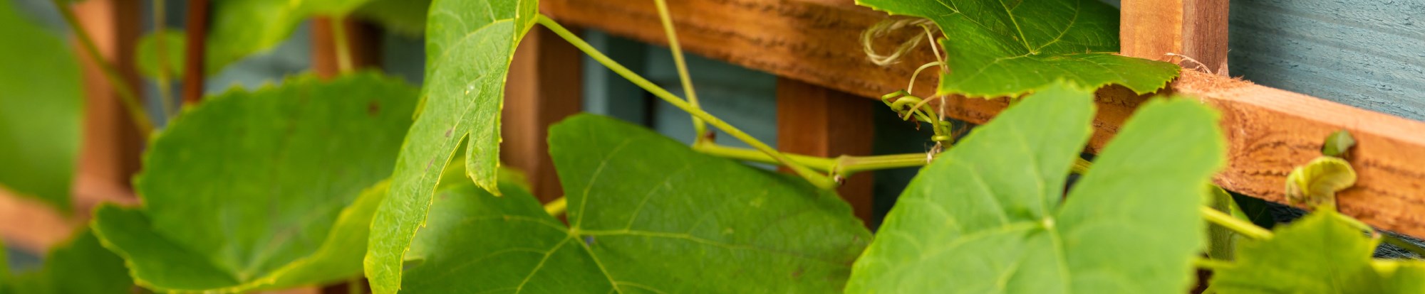 Garden Trellises