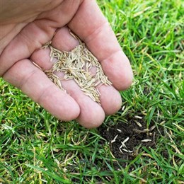 Grass Seeds