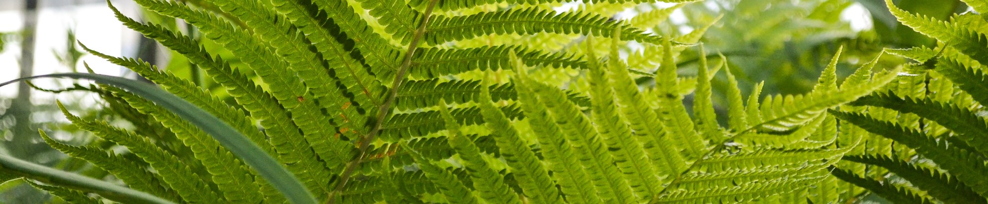 Foliage Plants