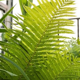 Foliage Plants